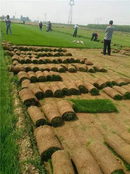 丰县黑麦草 草坪 规格齐全 大量现货 各种草坪