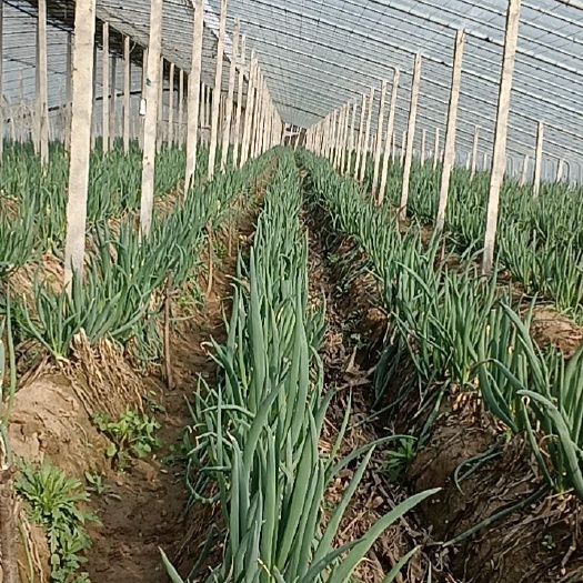 冠县大棚鲜大葱