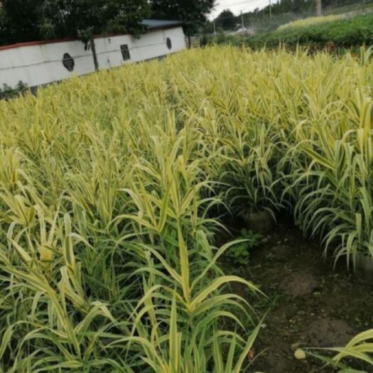 临城县花叶芦竹