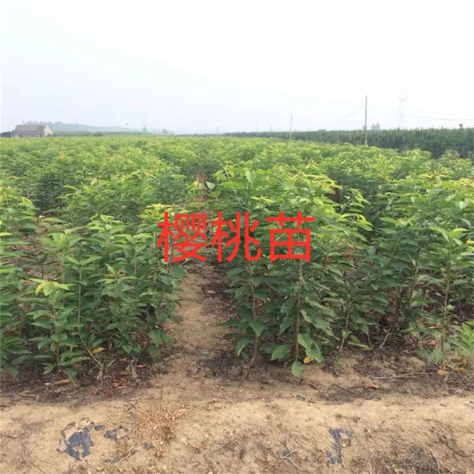 丰县樱桃苗 大量批发出售 低价 品种布鲁克斯