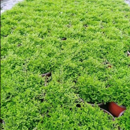 长沙跳舞草