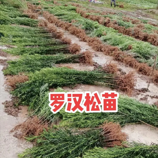 丰县罗汉松苗 规格齐全 大量现货杯苗 小苗 地栽苗