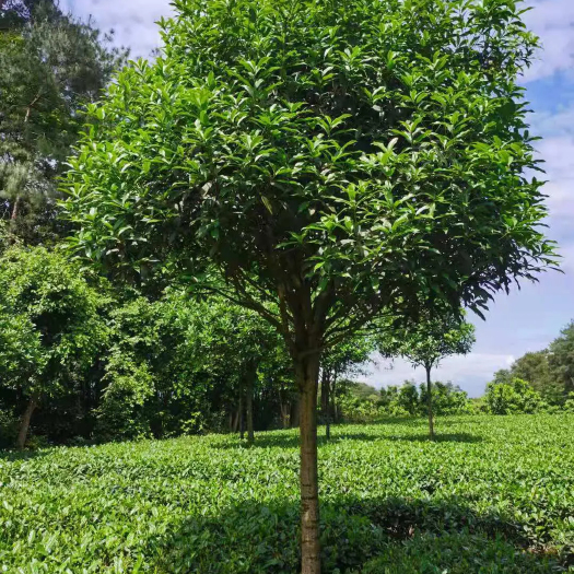 丰县桂花苗 盆栽苗 规格齐全 容器苗 2-18公分大量出售
