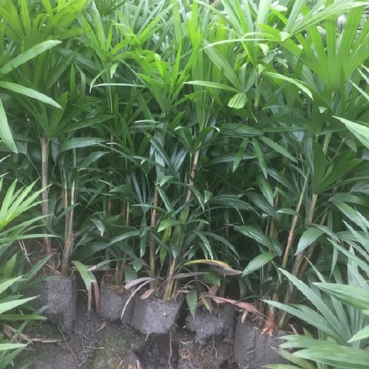 成都细叶棕竹杯苗、细叶棕竹地苗