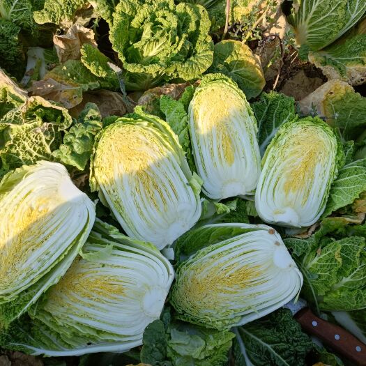 泸西县高原娃娃菜，无虫眼，无烧心，常年基地直供，支持各种车型