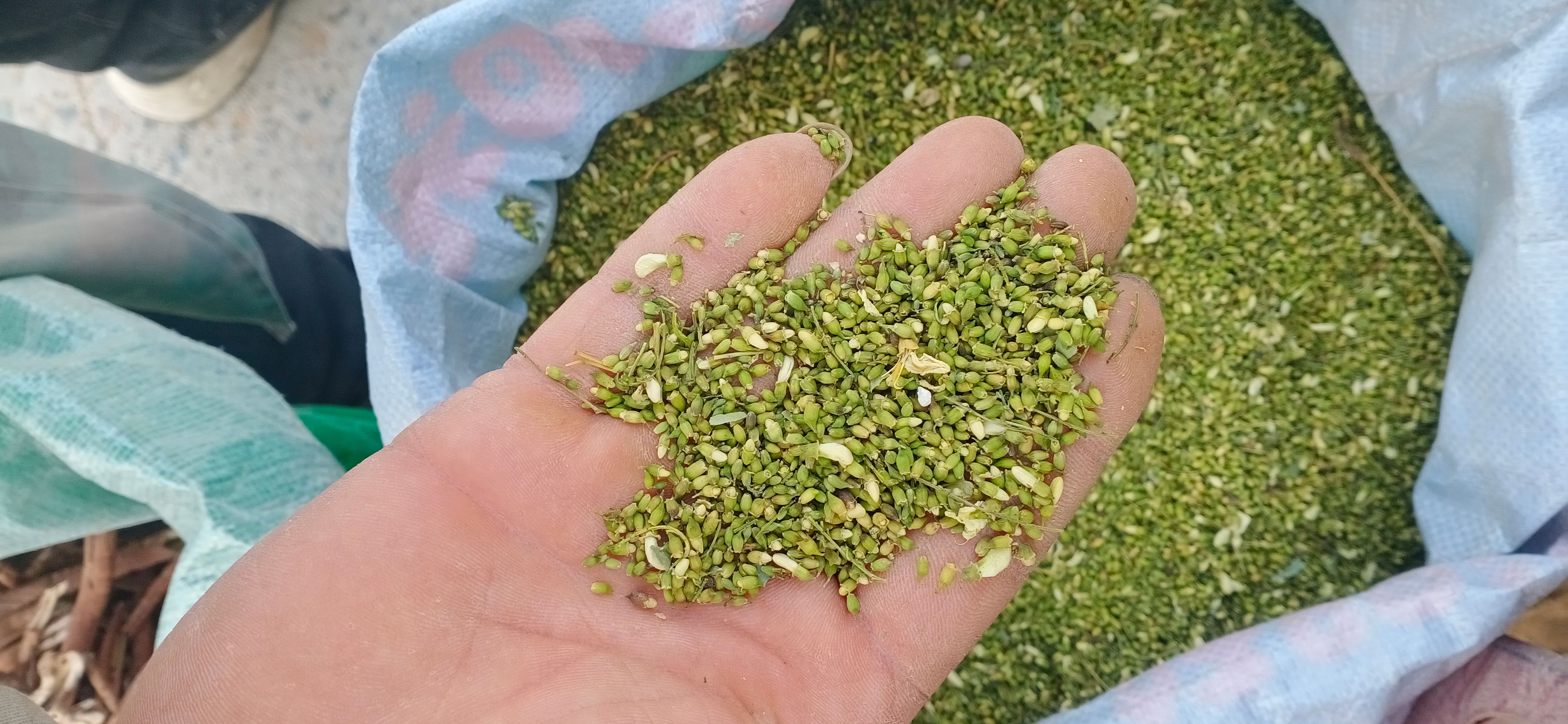【槐米】【槐花】本地新貨無硫?qū)嵨锱臄z道地藥材一手貨源大貨供應
