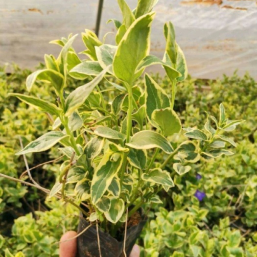 临城县花叶蔓