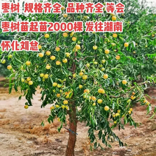 丰县枣树苗 小苗 现挖现卖沾化冬枣 品种好！
