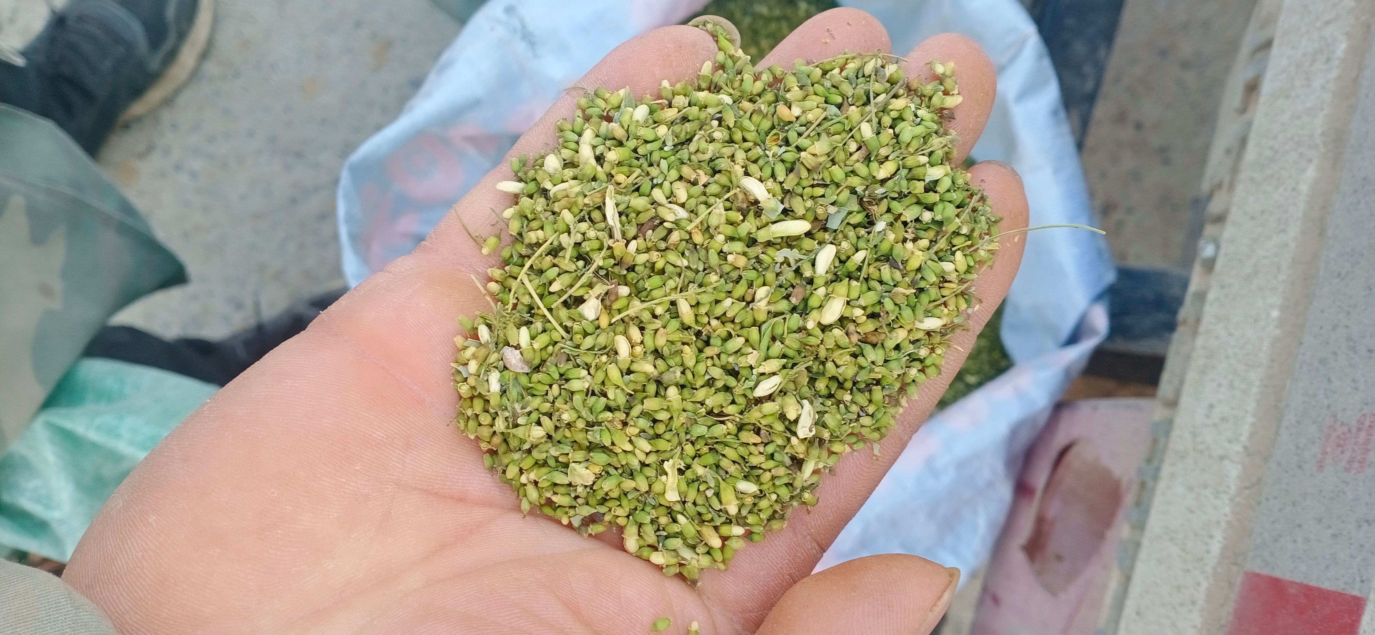 【槐米】【槐花】本地新貨無硫?qū)嵨锱臄z道地藥材一手貨源大貨供應