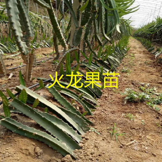 丰县红心火龙果苗 规格齐全 大量现货  优质低价 裸根苗