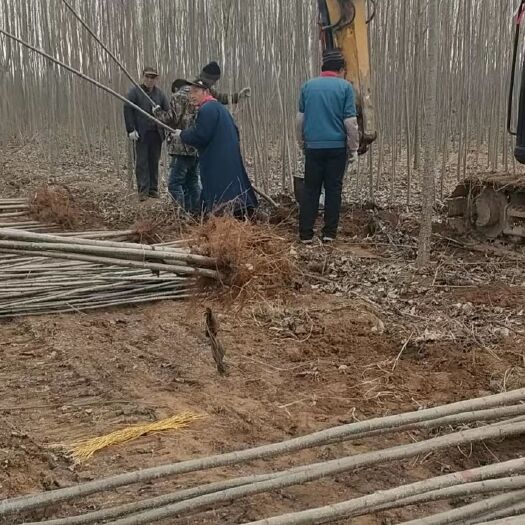 莒县107速生杨树苗
