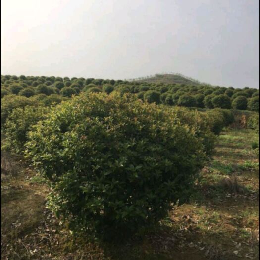临城县金桂
