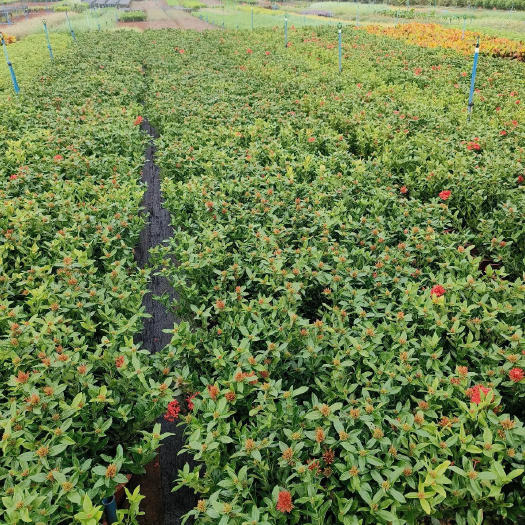 丰县龙船花 小苗 规格齐全 大量现货 批发零售
