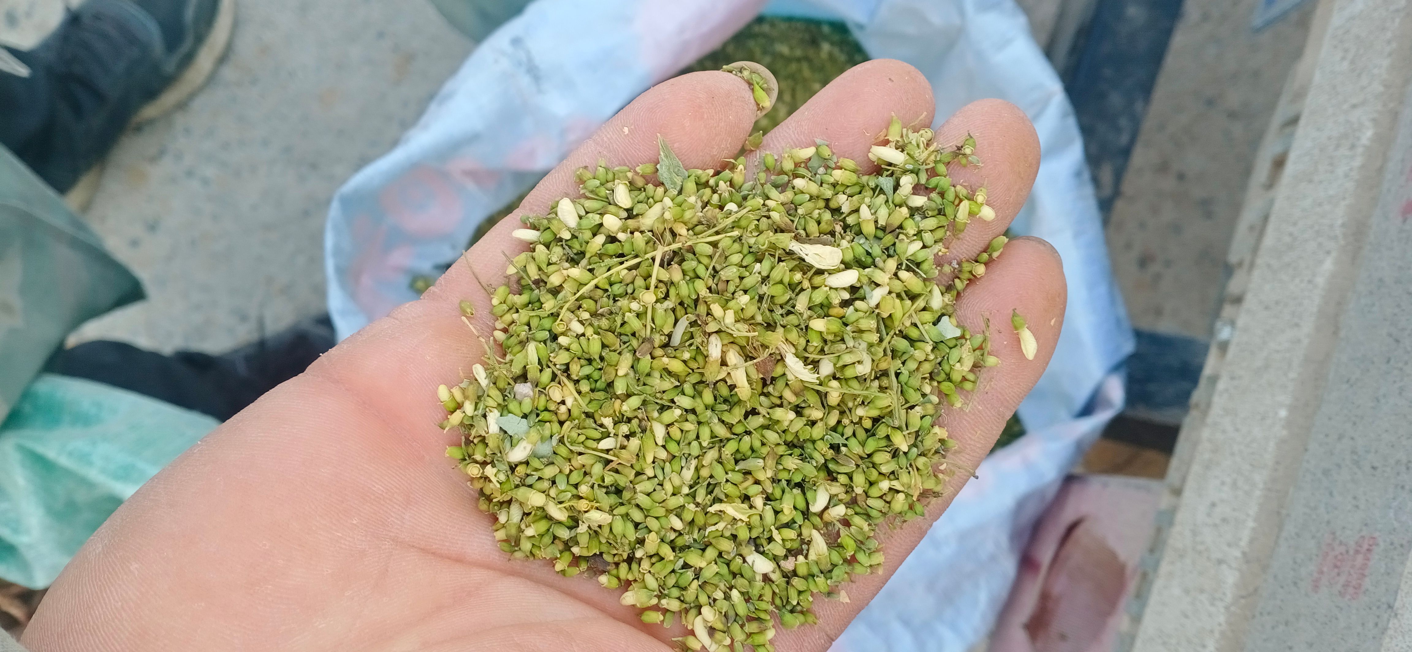 【槐米】【槐花】本地新貨無硫?qū)嵨锱臄z道地藥材一手貨源大貨供應