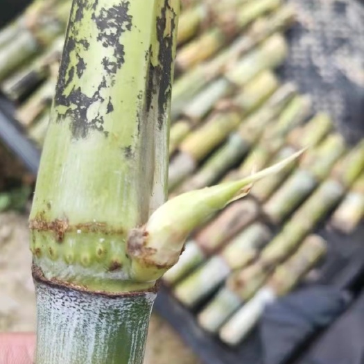 成都热研4号王草—产量高营养高多年牧草原种苗。