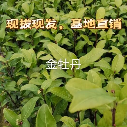 基地直销，出售各类茶树种苗金牡丹茶苗零售批发