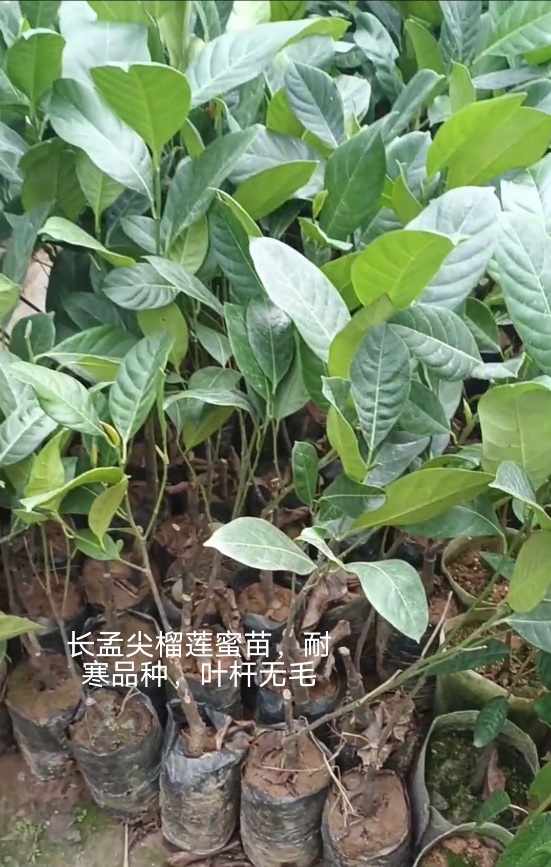 榴莲蜜树苗多包肉好吃榴莲味的菠萝蜜营养杯苗嫁接苗