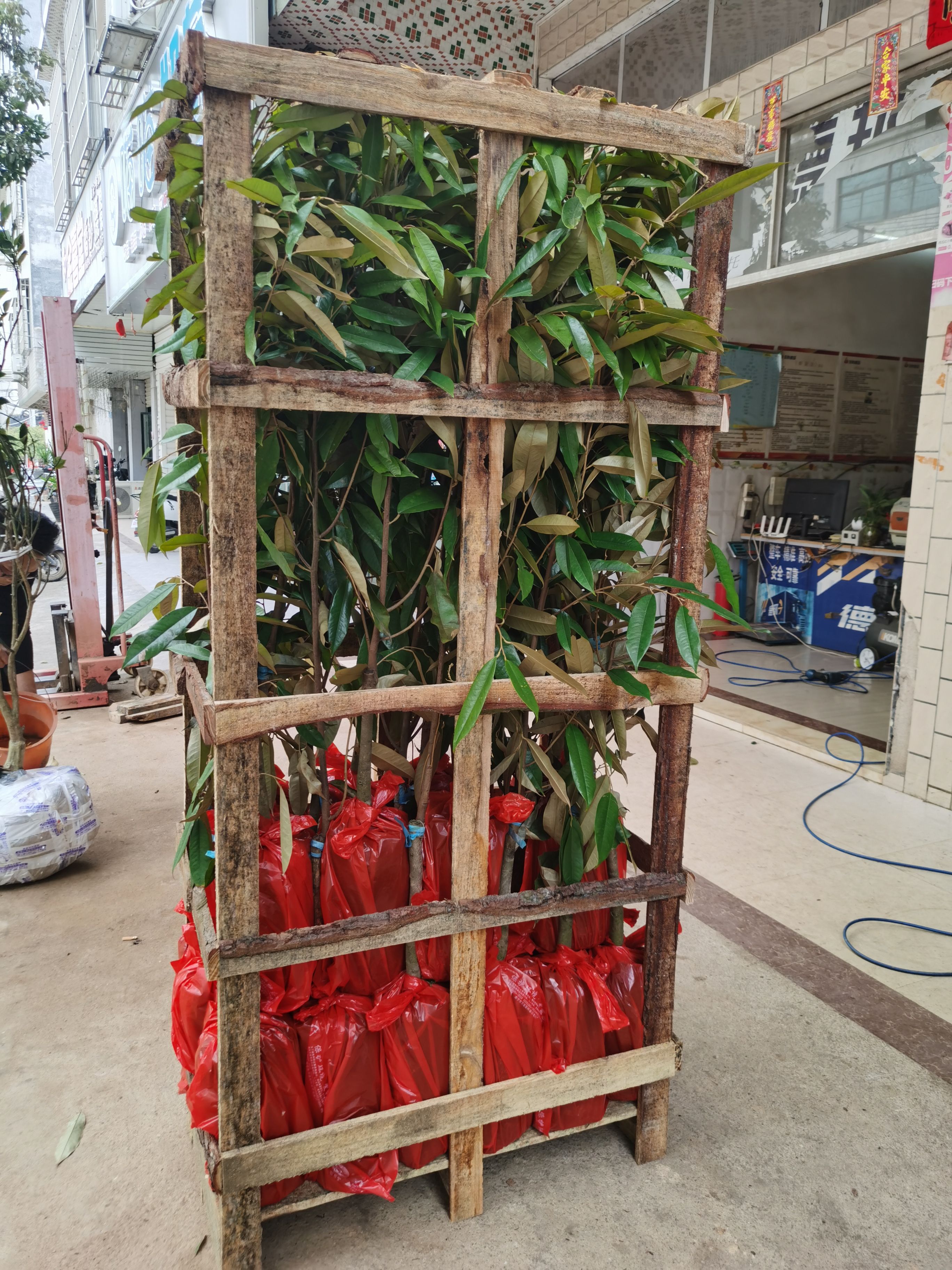 金枕榴蓮苗  金枕榴蓮煲雞湯喝營養(yǎng)高，帶營養(yǎng)杯，嫁接苗