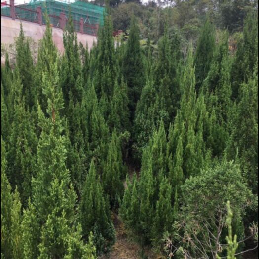 长沙柏树