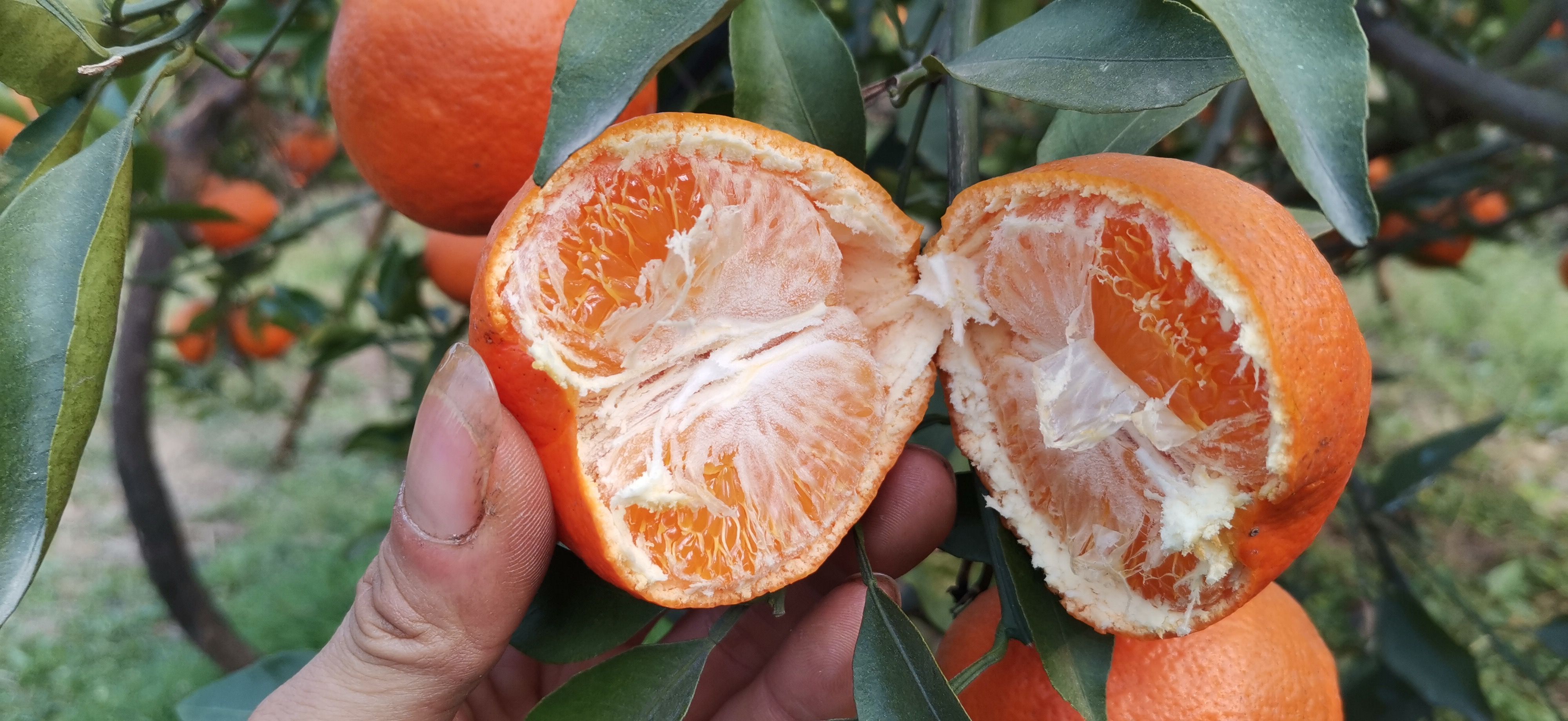 资中县明日见柑橘新品种柑橘无酸纯甜产地货源