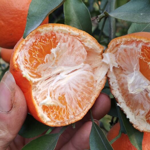 明日见柑橘新品种柑橘无酸纯甜产地货源