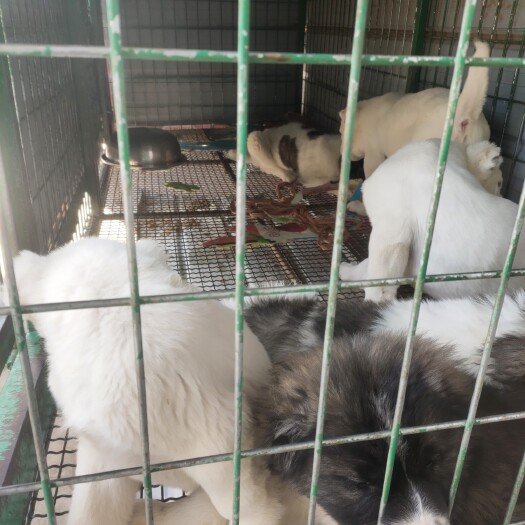 嘉祥县精品中亚牧羊犬