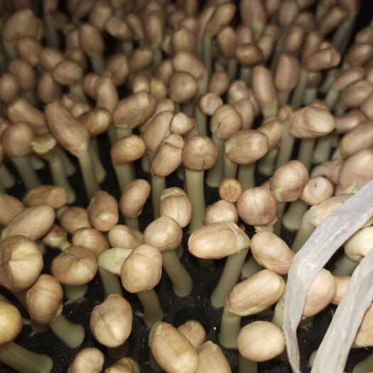 永兴县新鲜花生芽5斤10斤花生豆芽酒店饭店火锅食材新鲜蔬菜现摘芽苗