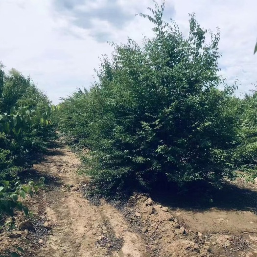 长沙暴马丁香