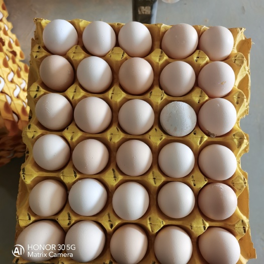深州市无抗双色粉蛋
