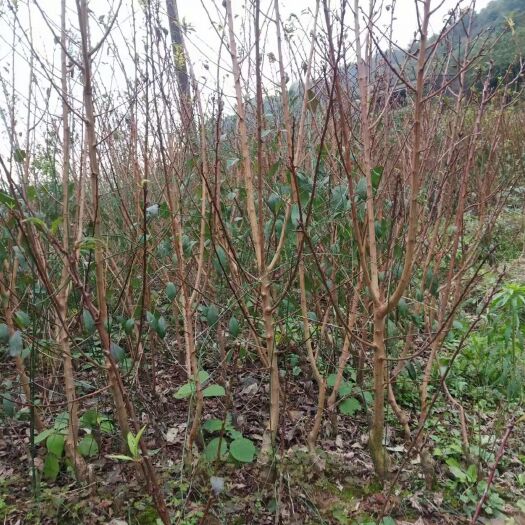 重庆市青脆李树苗 中熟 晚熟