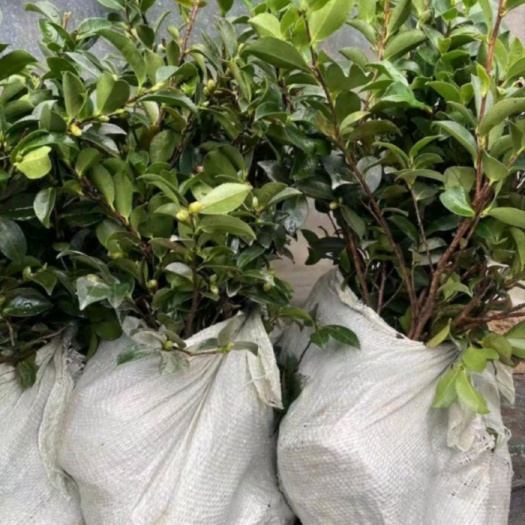 长沙茶梅