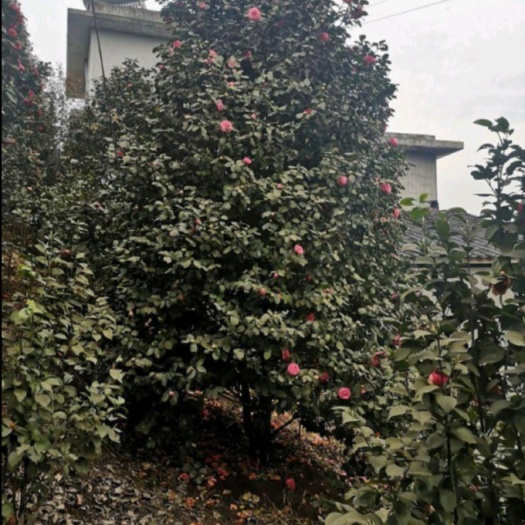 长沙茶花