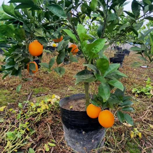 岳池县种下去一年的树苗