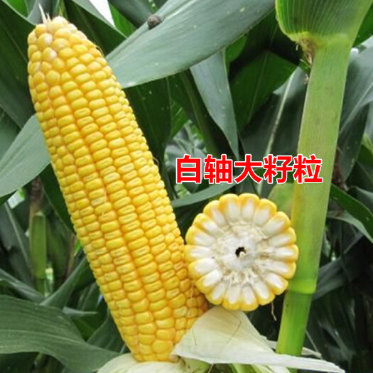 济南原装正品NK718国审玉米种子矮杆大棒稳产抗倒抗旱南北方可种