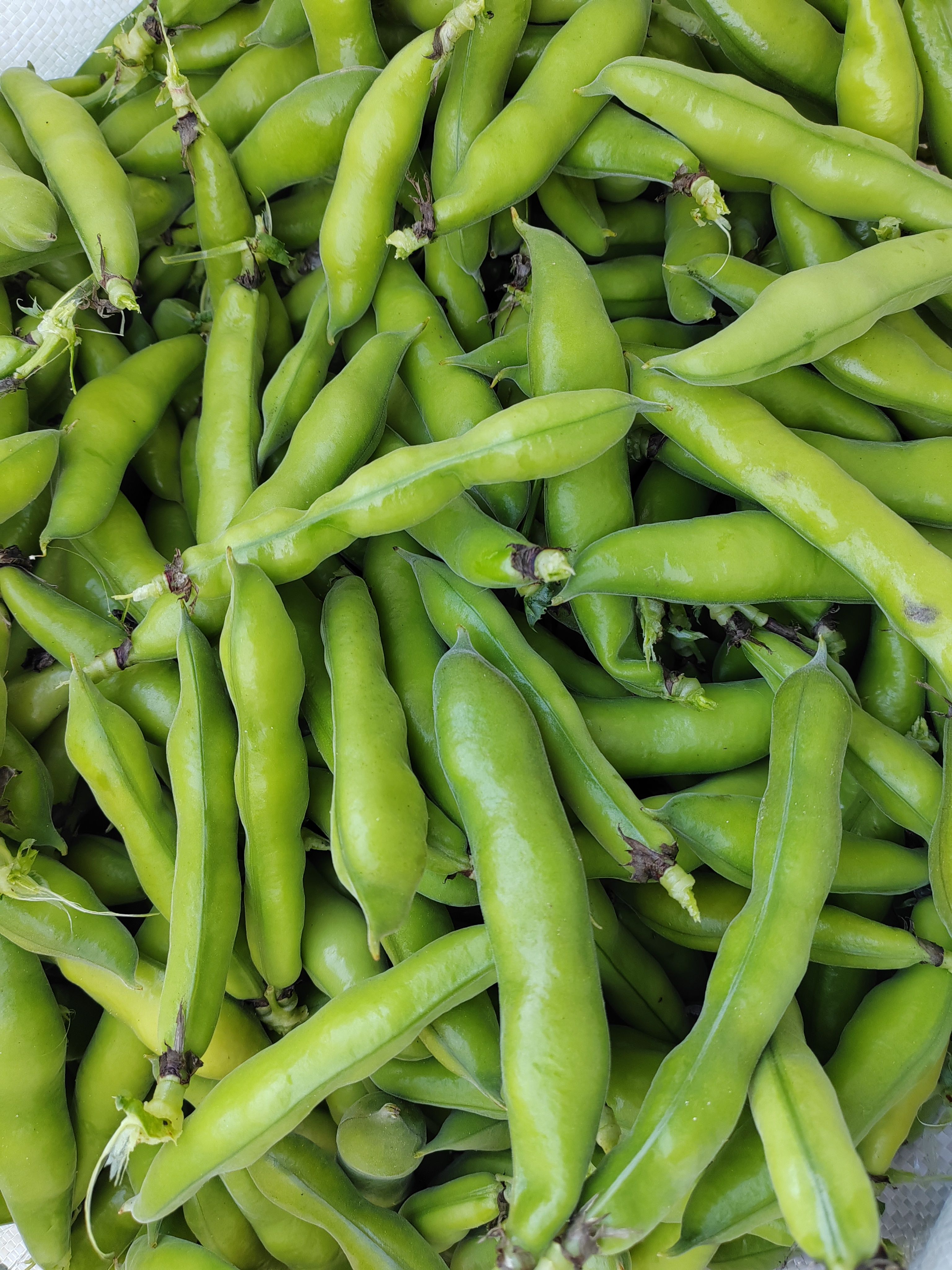 双柏县新鲜蚕豆，老品种蚕豆，小米蚕豆，胡豆，双柏蚕豆大量供应