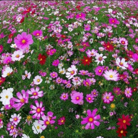 长沙波斯菊