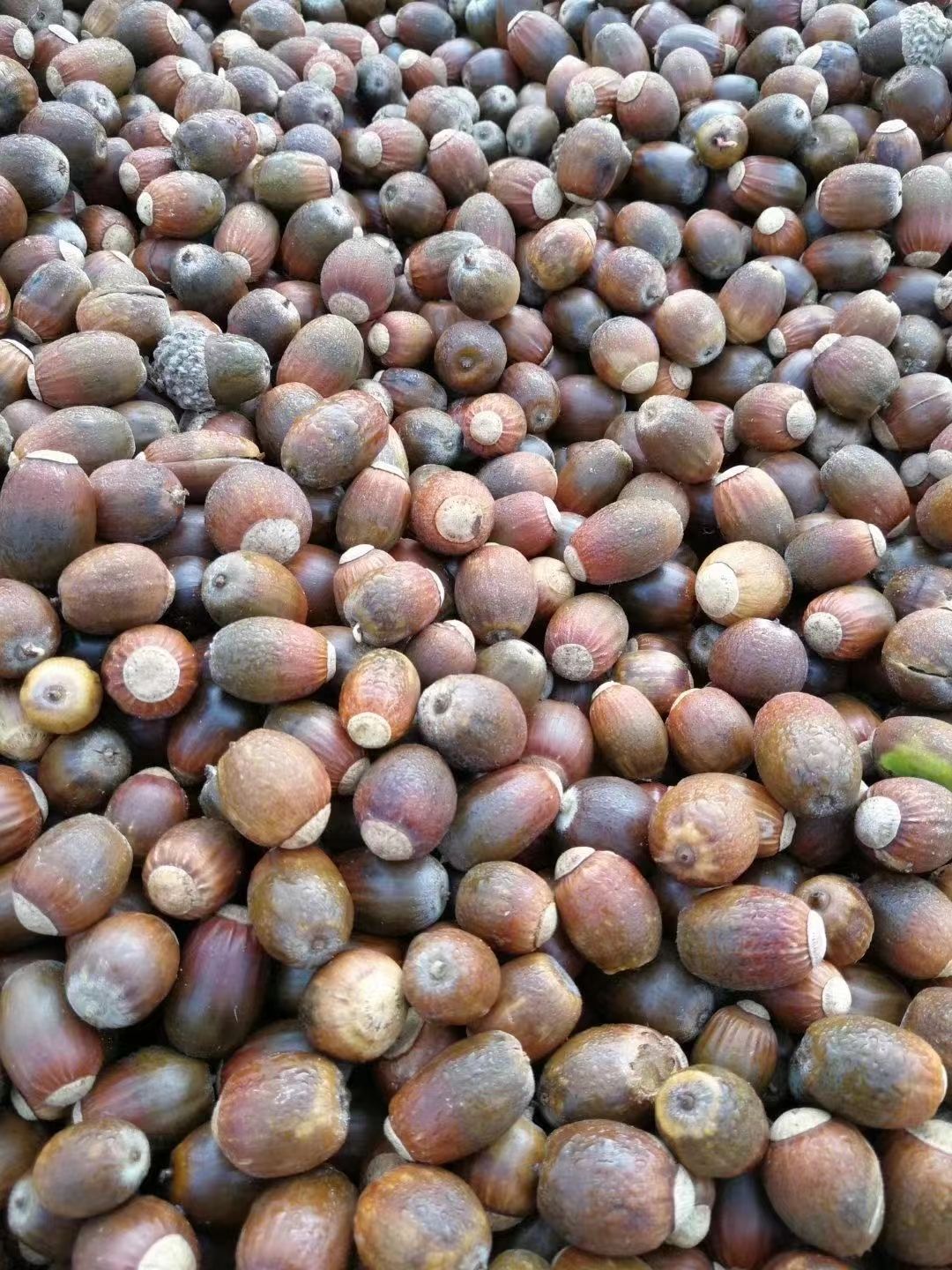 现种 京桃种子 景观看桃种子 林木绿化树种 实地看货订购