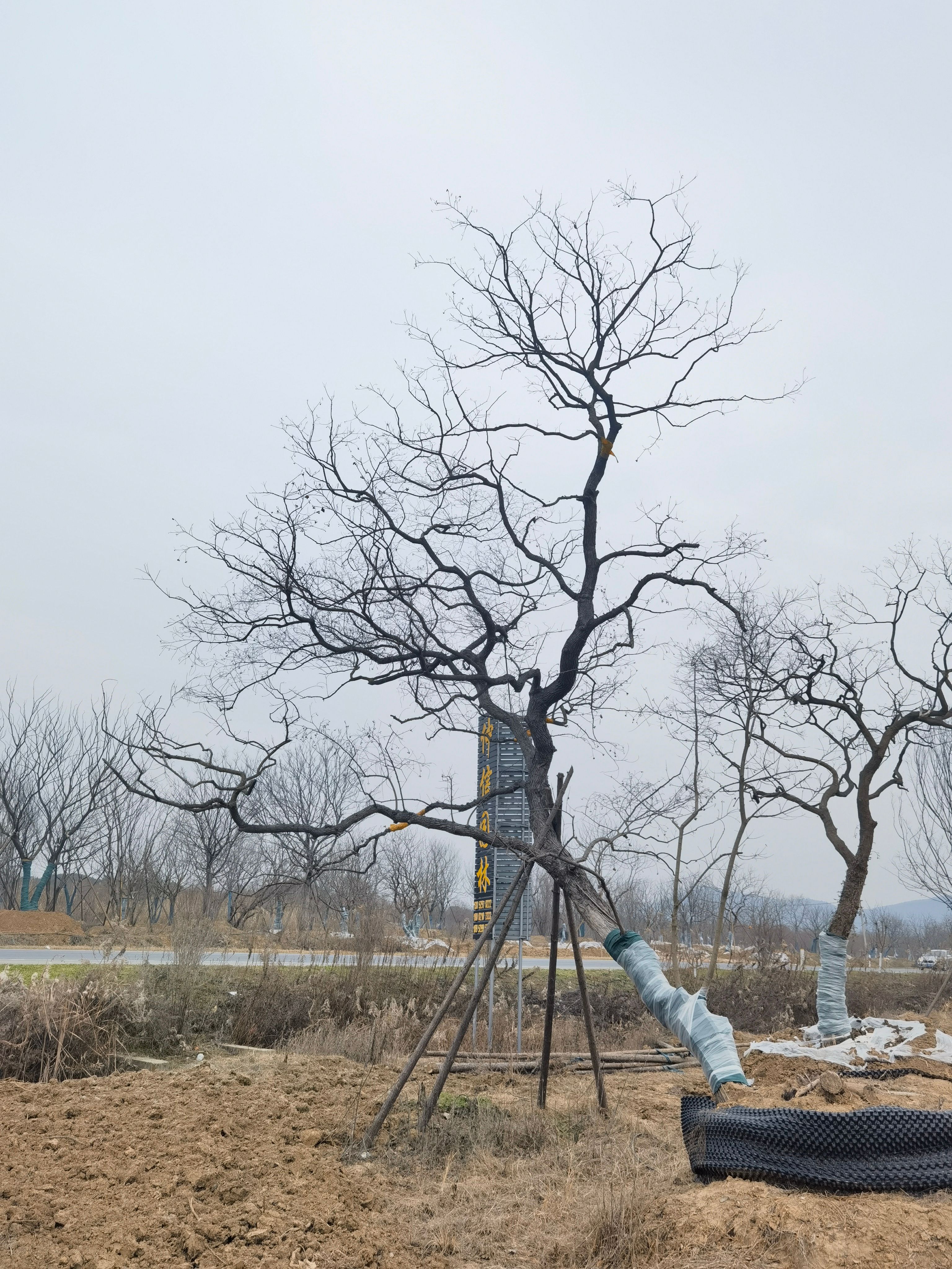 百信園藝場 精品叢生榔榆多桿榔榆綠化工程用樹 量大價(jià)優(yōu)