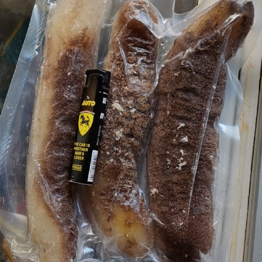 大赤海参