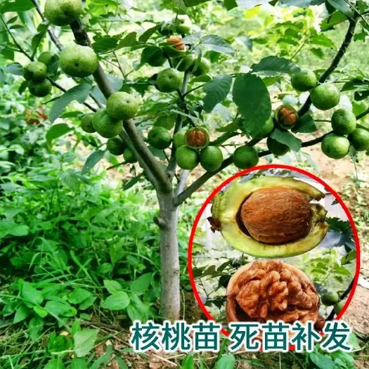 巢湖8518核桃苗 薄壳苗 原生苗 嫁接苗 核桃果树工程苗
