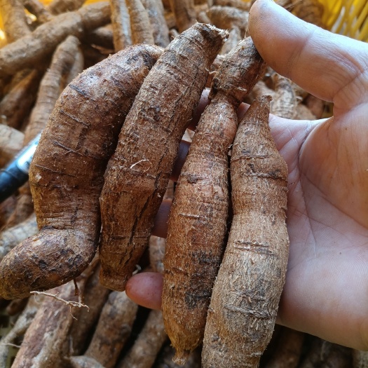 大叶牛大力小圆牛，新鲜、老身、规格大、色泽黄，加工厂一手货源