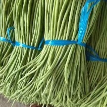 乐东县海南精品长豆