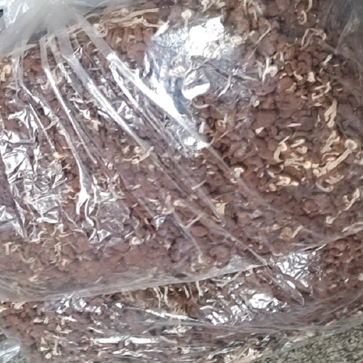 广昌县基地种植茶树菇批发