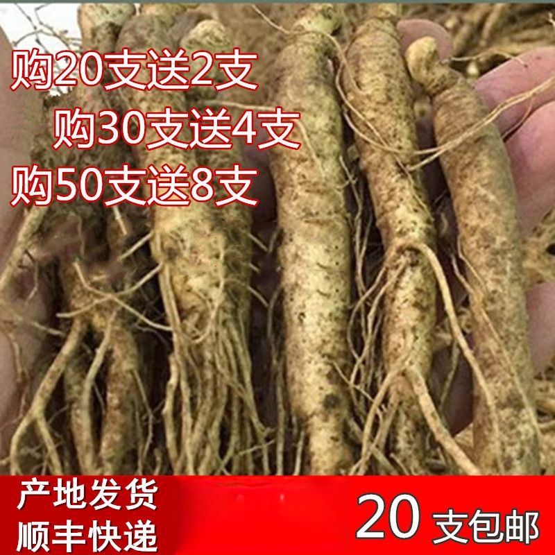 通化县20支包邮送2支人参东北长白山新鲜人叁带土山参林下参鲜参泡