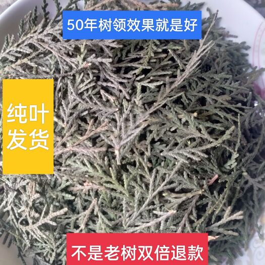 莘县鲜柏树叶50年老树，精选纯叶，2斤起发，诚信交易(包邮)
