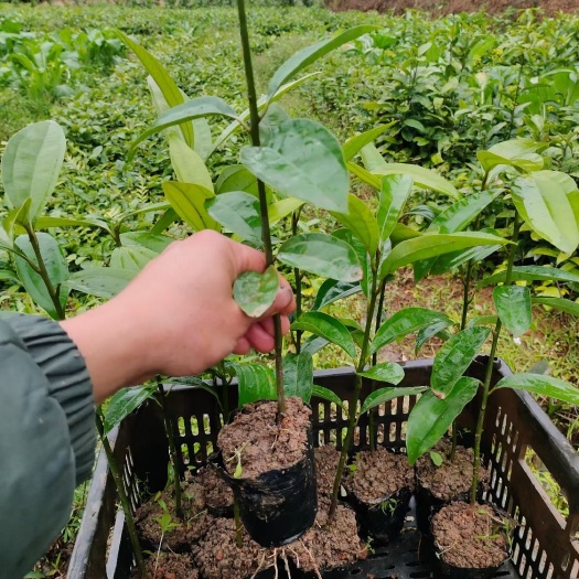 桂平市肉桂杯苗