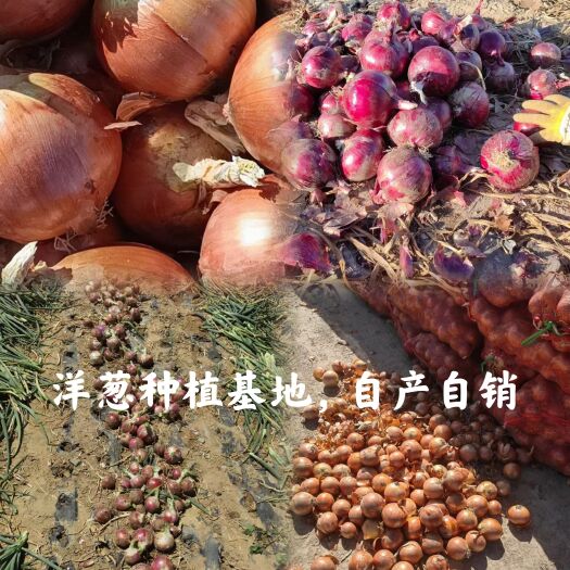 张掖甘肃洋葱种植基地，自产自销，一手货源。