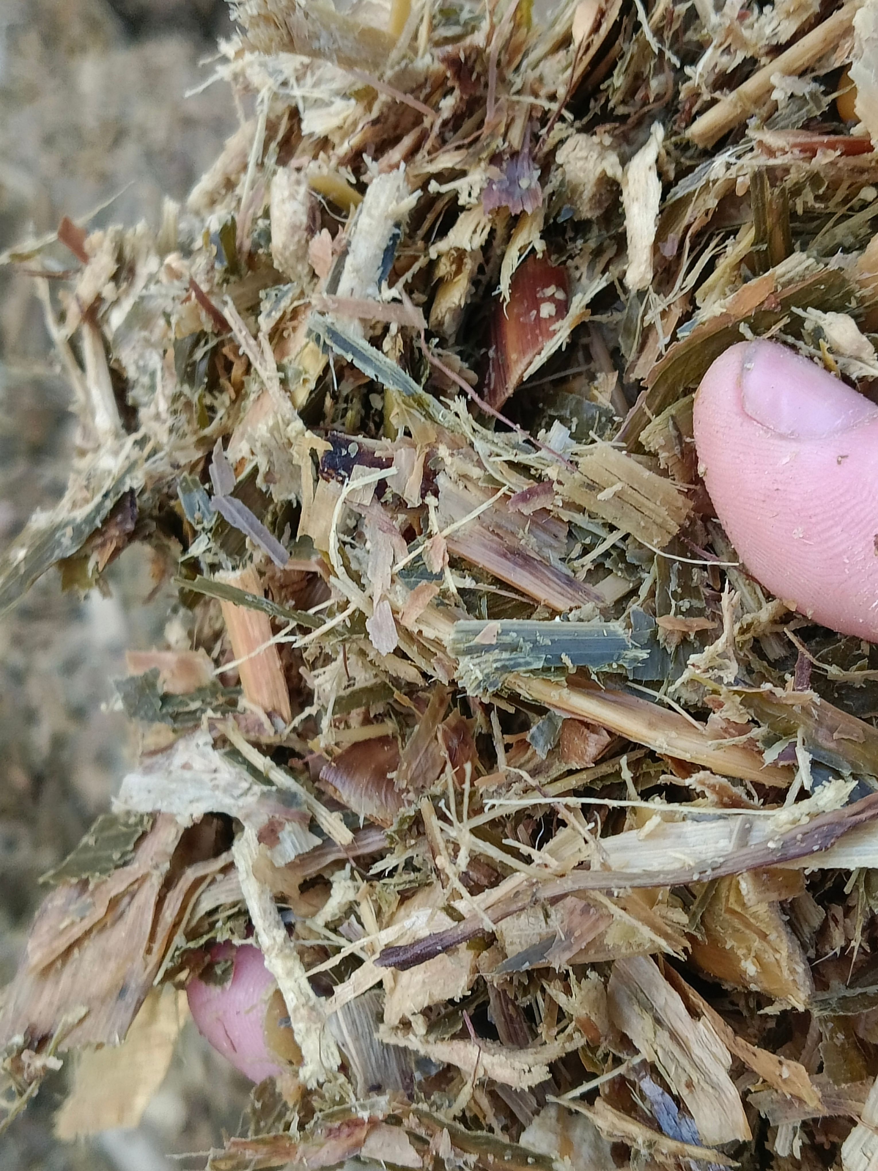 优质黄储，