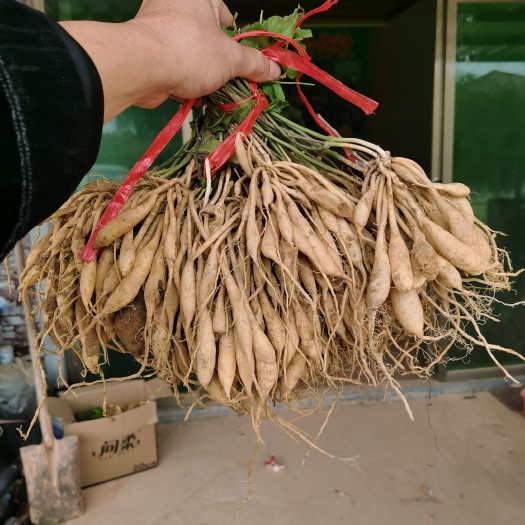 灵山县百部苗