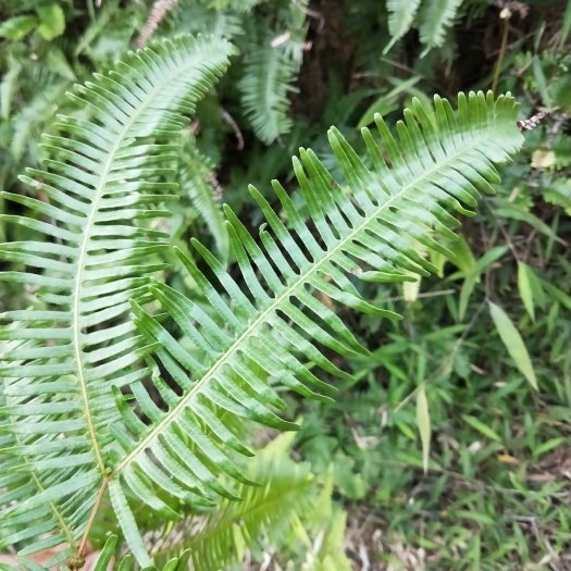 昆山市芒萁草中草药